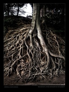 Tree Roots in Greenville, SC