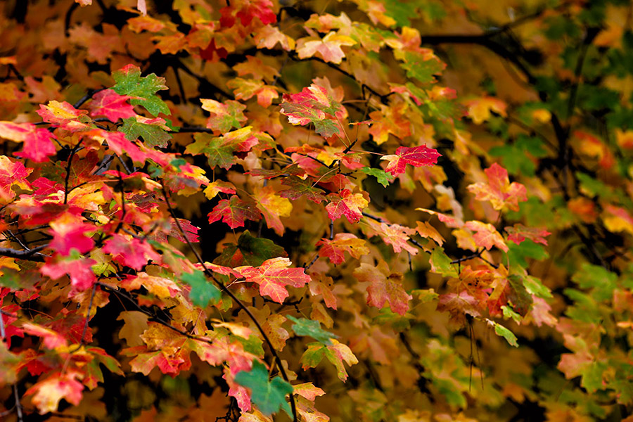 color-leaves-2b